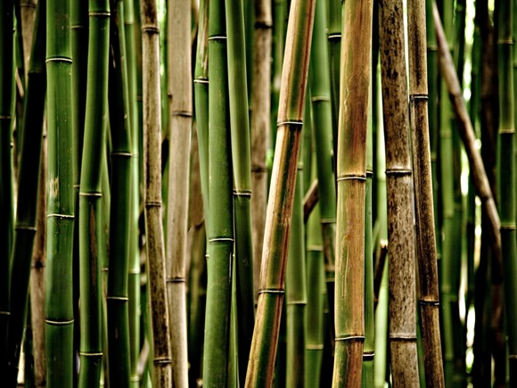 Bamboo Forest - Maui background_id2418905323