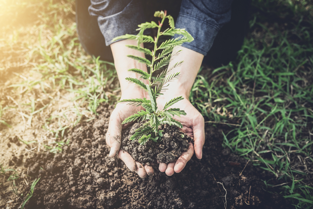 Young man planting the tree in the garden as earth day and save world concept, nature, environment and ecology._id1095105254