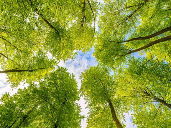 Photo up to the tree top shot from below_2289909985