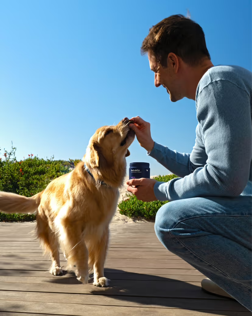 Man feeding golden retriever dog a PetLab Co. supplement
