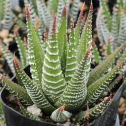 mountain crest gardens succulents